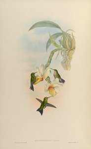 Chlorostilbon atala = Chlorostilbon mellisugus mellisugus 作： John Gould